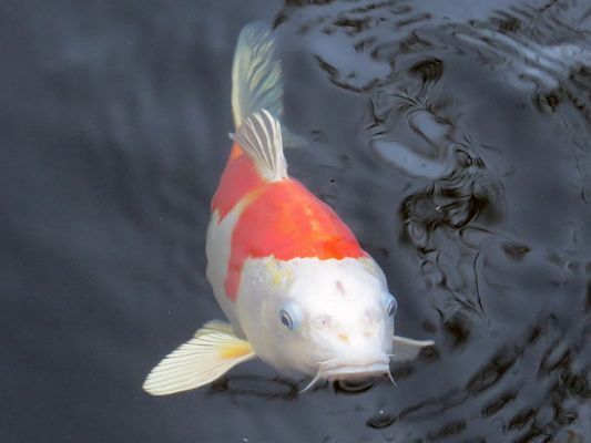 金龍魚(yú)為何那么貴?價(jià)值所在的品種是什么：為什么金龍魚(yú)的價(jià)格這么貴？ 水族問(wèn)答 第3張