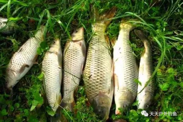 金龍魚為啥貴一點(diǎn)：金龍魚為什么比普通魚貴？ 水族問答 第2張