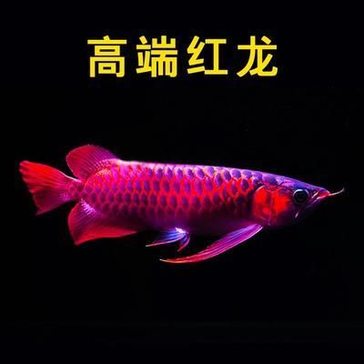 進(jìn)口紅龍魚：紅龍魚飼養(yǎng)技巧有哪些 紅龍魚百科 第3張