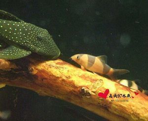 龍魚(yú)是什么魚(yú)吃什么：如何判斷龍魚(yú)是否健康，龍魚(yú)飼料品牌推薦 龍魚(yú)百科 第5張