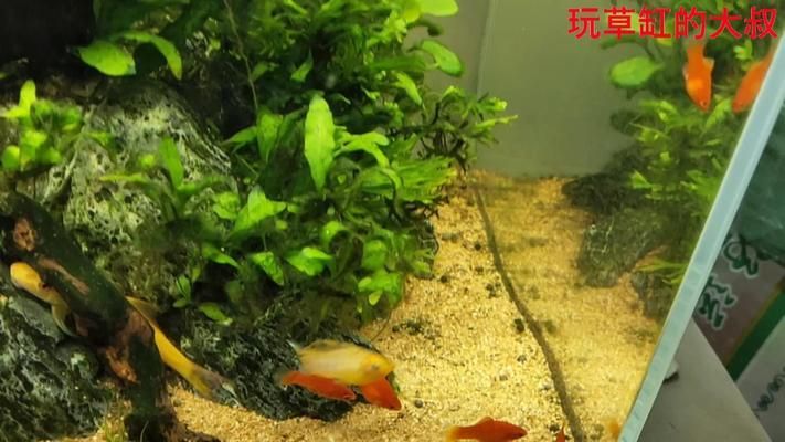 瑪麗魚缸霸：瑪麗魚的養(yǎng)殖瑪麗魚的風水作用解析，瑪麗魚的養(yǎng)殖注意事項 魚缸百科 第3張