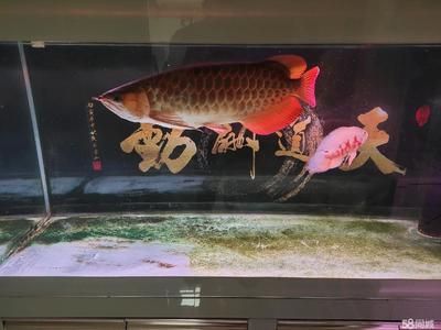 紅龍魚(yú)最高價(jià)格多少一條 紅龍魚(yú)百科 第1張