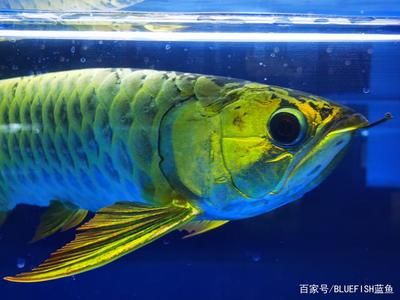 龍魚魚缸水位多少合適呢視頻：龍魚魚缸水位控制技巧 龍魚百科 第4張