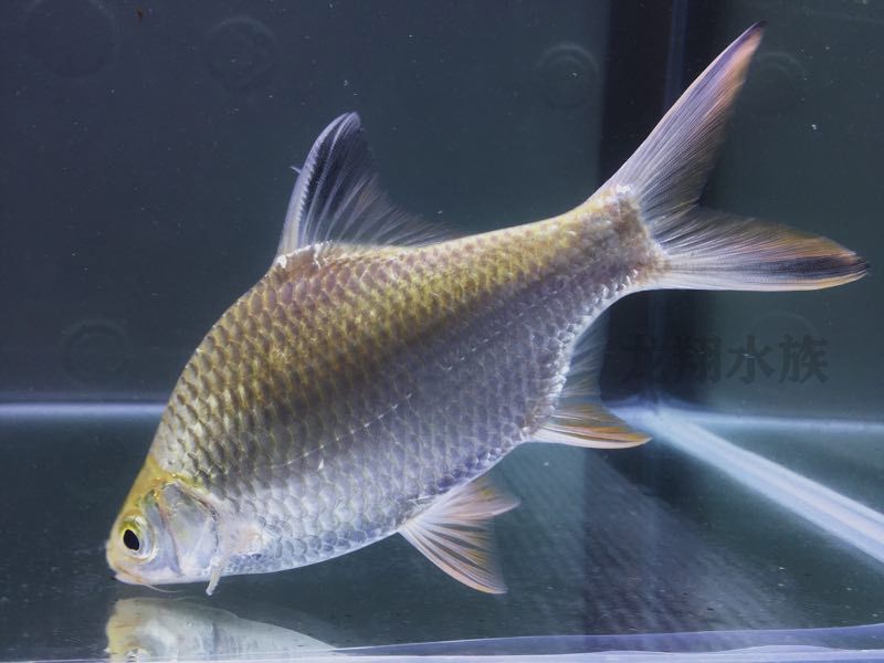 雙線側(cè)魚繁殖期飼料品牌推薦：雙線側(cè)魚繁殖成功案例分享雙線側(cè)魚繁殖成功案例分享 龍魚百科 第5張