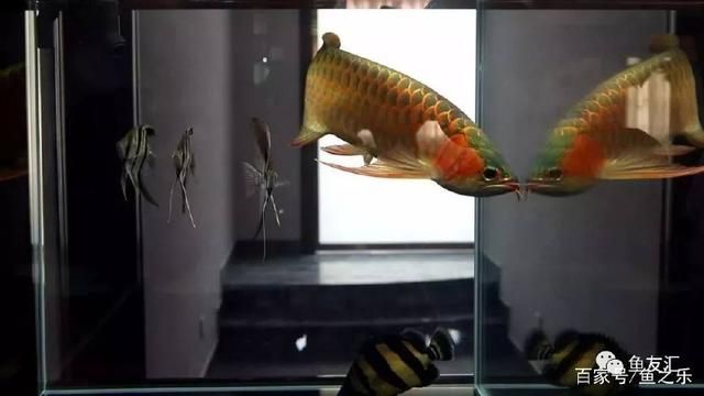 怎么讓龍魚開口吃飼料：如何讓龍魚開口吃飼料