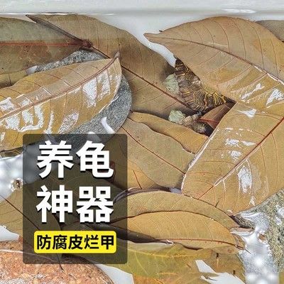 魚缸放橄欖葉還是龍眼葉好：橄欖葉和龍眼葉各有其優(yōu)勢(shì) 魚缸百科 第1張