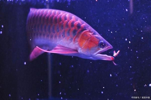 龍魚換水前后喂食指南：給龍魚換水后多久恢復食欲，龍魚換水后多久恢復食欲 龍魚百科 第3張