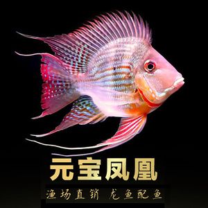 元寶鯽混養(yǎng)注意事項：元寶鯽混養(yǎng)與哪些魚種相容元寶鯽混養(yǎng)與哪些魚種相容 龍魚百科 第1張