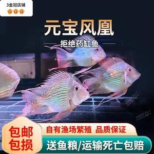 元寶鯽混養(yǎng)注意事項：元寶鯽混養(yǎng)與哪些魚種相容元寶鯽混養(yǎng)與哪些魚種相容 龍魚百科 第3張