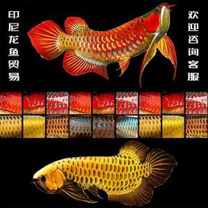 大湖紅龍魚對(duì)比印尼紅龍：大湖紅龍魚與印尼紅龍魚的區(qū)別 紅龍魚百科 第3張