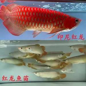 大湖紅龍魚對(duì)比印尼紅龍：大湖紅龍魚與印尼紅龍魚的區(qū)別 紅龍魚百科 第5張