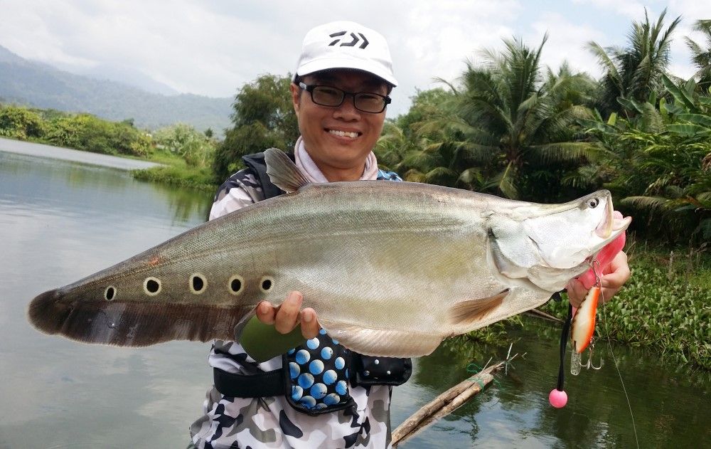 金龍魚為什么沒人吃：為什么金龍魚在市場上的受歡迎程度不高？ 水族問答 第1張