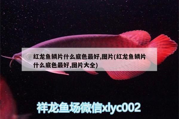 紅龍魚幼魚的鱗片底色不均勻：如何改善紅龍魚水質環(huán)境，紅龍魚鱗片不均的治療方法 紅龍魚百科 第4張