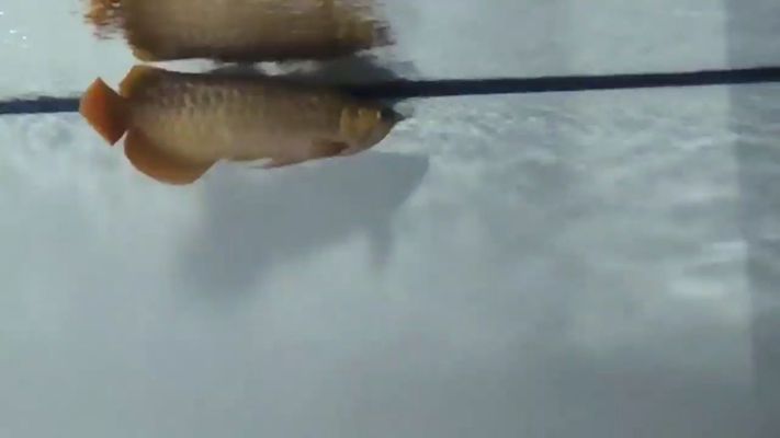 歐鉑龍魚缸底濾：如何選擇適合的歐鉑龍魚缸型號,歐鉑龍魚缸用戶評價匯總 魚缸百科 第4張