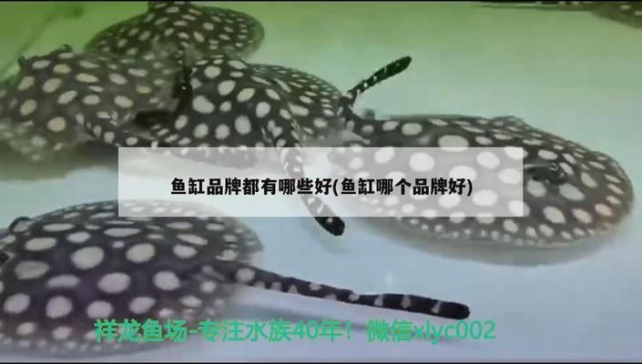 閩江魚缸和博宇魚缸哪個(gè)好：閩江水族和博宇魚缸各有優(yōu)勢(shì) 魚缸百科 第4張