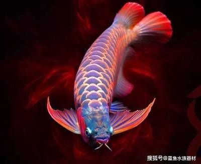 龍魚手機壁紙：紅龍魚壁紙吉祥寓意解析龍魚手機壁紙吉祥寓意解析 龍魚百科 第5張