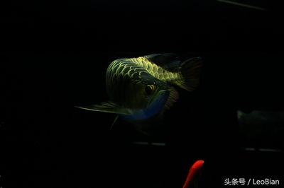 龍魚手機壁紙：紅龍魚壁紙吉祥寓意解析龍魚手機壁紙吉祥寓意解析 龍魚百科 第4張