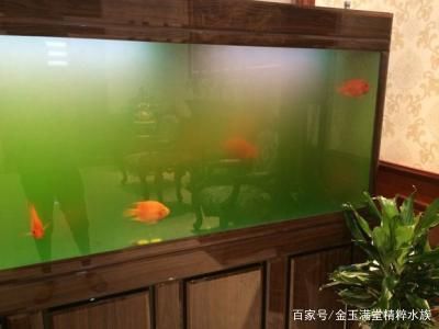 魚缸除藻劑安全使用：如何選擇環(huán)保型魚缸除藻劑 魚缸百科 第2張