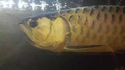 龍魚在上層不動：龍魚在魚缸上層不動可能由多種原因引起龍魚不游動