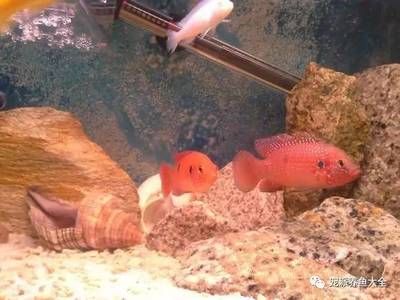 金龍魚未來估值：關于金龍魚的問答 水族問答 第2張