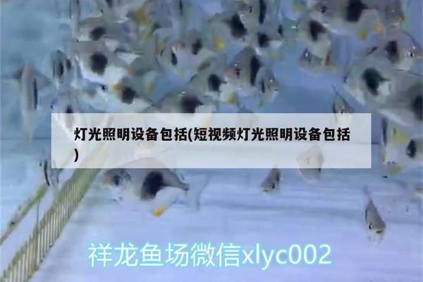 銀龍魚夜間照明的最佳方案：銀龍魚夜間照明對健康的影響 龍魚百科 第5張