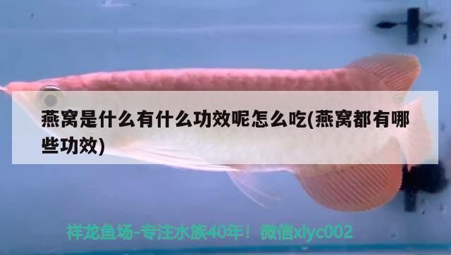 龍魚缸褐藻怎么去除：如何預防魚缸褐藻滋生 魚缸百科 第5張