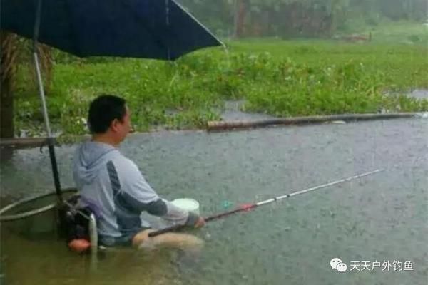 金龍魚喂大麥蟲可以嗎：金龍魚喂食大麥蟲會(huì)影響健康嗎？ 水族問(wèn)答 第1張