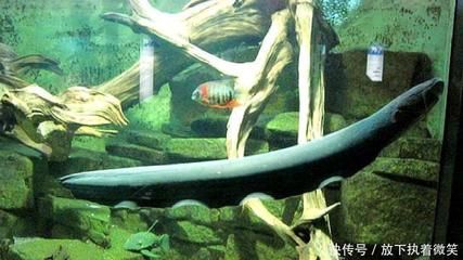 善十魚缸：善十魚缸價(jià)格對(duì)比分析“善十魚缸”價(jià)格對(duì)比分析 魚缸百科 第5張