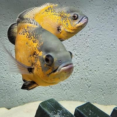 金龍魚(yú)喂多了怎么辦：金龍魚(yú)吃多了飼料怎么辦 水族問(wèn)答 第1張