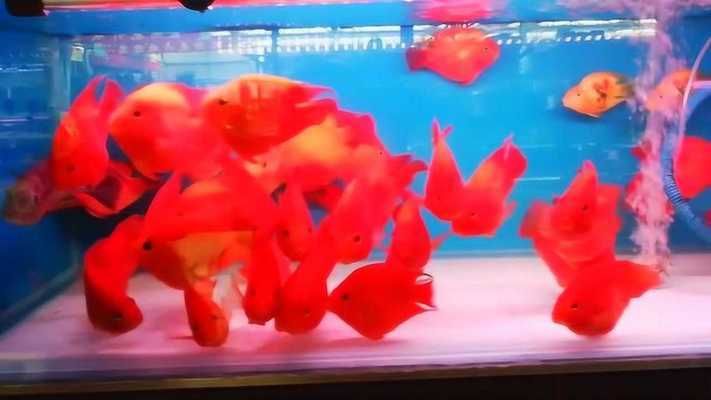 金龍魚喂多少飼料：關(guān)于金龍魚喂食的問題 水族問答 第1張