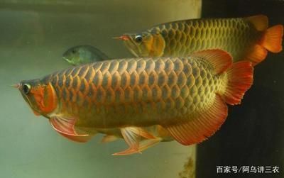 龍魚觀賞魚：龍魚飼養(yǎng)水質(zhì)管理技巧 龍魚百科 第4張