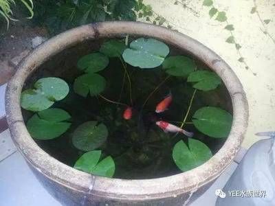 如何提高魚缸溶氧量：魚缸水質(zhì)維護(hù)周期指南 魚缸百科 第4張