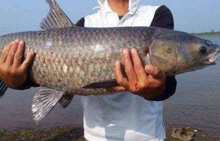 如何自制青龍魚飼料：自制青龍魚飼料的步驟和注意事項(xiàng) 龍魚百科 第2張