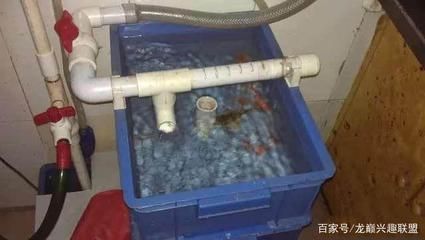 魚缸過濾器和過濾棉怎么安裝圖解：如何正確安裝魚缸過濾器和過濾棉 魚缸百科 第4張