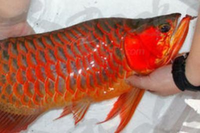 紅龍魚(yú)怎么增色：紅龍魚(yú)增色飼料品牌推薦 紅龍魚(yú)百科 第3張