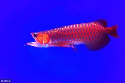 紅龍魚(yú)怎么增色：紅龍魚(yú)增色飼料品牌推薦 紅龍魚(yú)百科 第5張