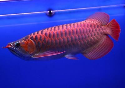 山東紅龍魚(yú)價(jià)格表最新：山東紅龍魚(yú)價(jià)格波動(dòng)原因紅龍魚(yú)與其他龍魚(yú)品種比較 紅龍魚(yú)百科 第1張