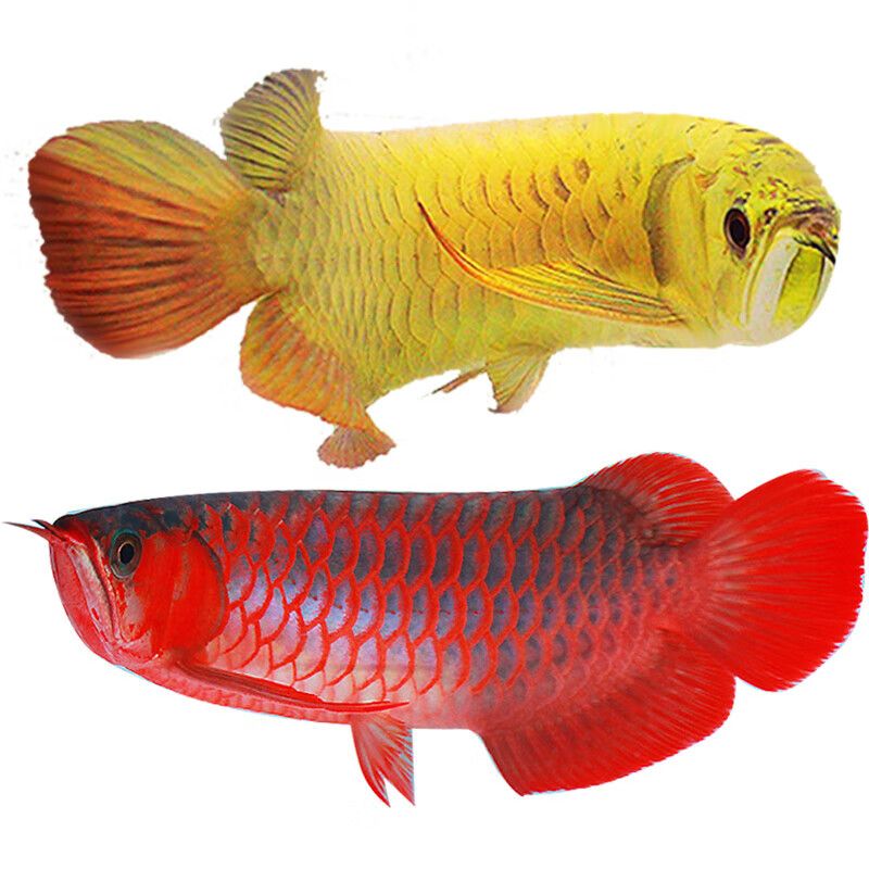 紅龍魚和藍(lán)龍魚哪個(gè)好養(yǎng)：如何挑選健康的紅龍魚 紅龍魚百科 第1張