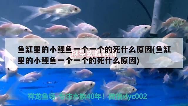 歐式魚(yú)缸過(guò)濾器安裝圖片：如何正確安裝歐式魚(yú)缸過(guò)濾器 魚(yú)缸百科 第5張