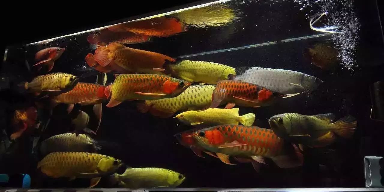 龍魚用什么缸好：龍魚的飼養(yǎng)與維護 龍魚百科 第5張