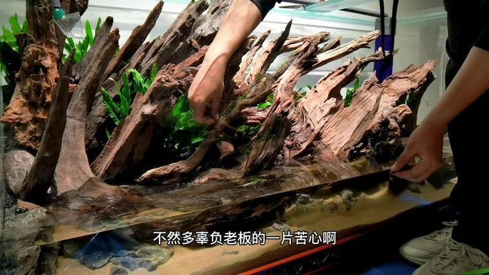 龍魚(yú)缸可以改成草缸嗎：龍魚(yú)缸可以改造成草缸嗎