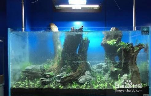 小魚缸圖片：小魚缸圖片展示 魚缸百科 第3張