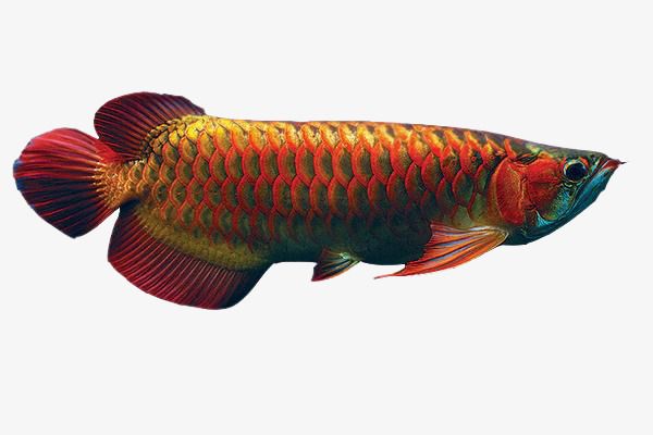 龍魚出現(xiàn)燒尾是什么原因?qū)е履貓D片大全視頻：龍魚燒尾怎么辦 龍魚百科 第3張