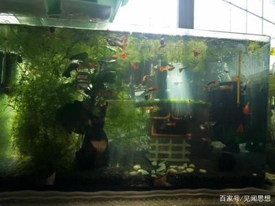 魚缸水質(zhì)穩(wěn)定的綜合策略：魚缸水質(zhì)穩(wěn)定的綜合策略，通過科學(xué)管理和維護(hù)方法確保魚缸內(nèi)水環(huán)境