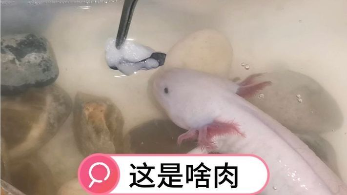 六角恐龍魚吃東西吐出來：六角恐龍魚吃東西吐出來可能由多種原因引起 龍魚百科 第2張