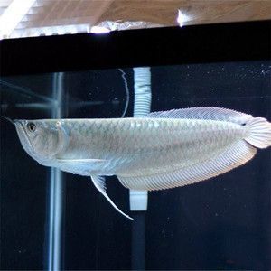 紅龍魚飼料保存方法：紅龍魚飼料保存方法，紅龍魚飼料過期處理方法 紅龍魚百科 第4張