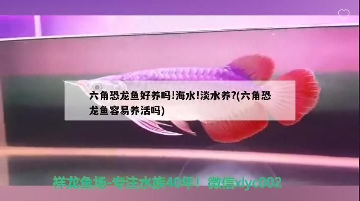 六角恐龍魚的魚缸里能放鹽嗎：六角恐龍魚專用粗鹽購買指南,六角恐龍魚疾病預(yù)防方法 魚缸百科 第4張