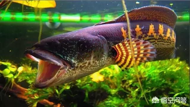 雷龍魚怎么喂：雷龍魚飼養(yǎng)方法 龍魚百科 第2張