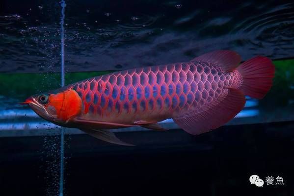 龍魚增色最好的方法：如何保持龍魚水質(zhì)清澈,紅箭對紅龍增色的效果 龍魚百科 第2張