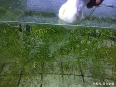 金龍魚喂食什么時(shí)候好一點(diǎn)：金龍魚在什么時(shí)間喂食比較好？ 水族問答 第2張